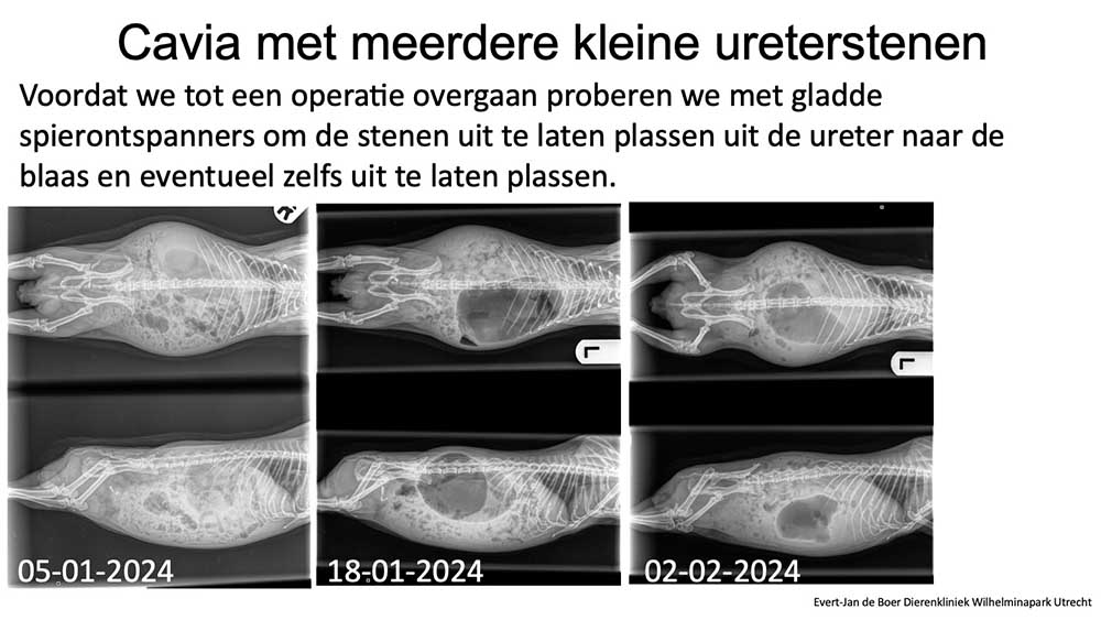 Bij deze cavia werden de ureterstenen in een paar weken uitgeplast